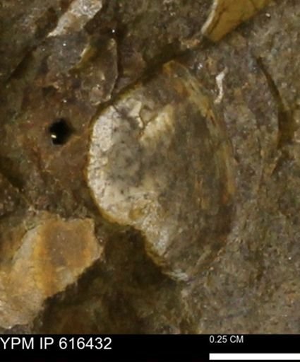 Protocardia subquadrata