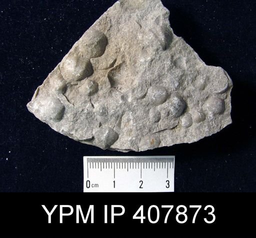 Virgiana barrandei