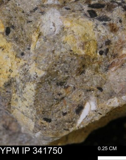 Scaphites sp.