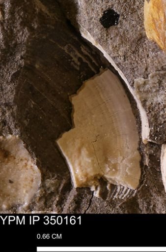 undet. Bivalvia