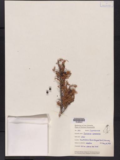 Juniperus communis