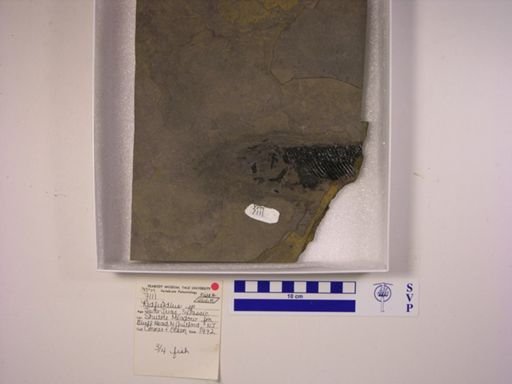 Redfieldia sp.