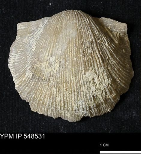 Stropheodonta navalis
