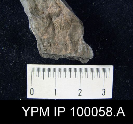 Camarotoechia nucula
