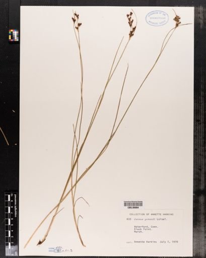 Juncus