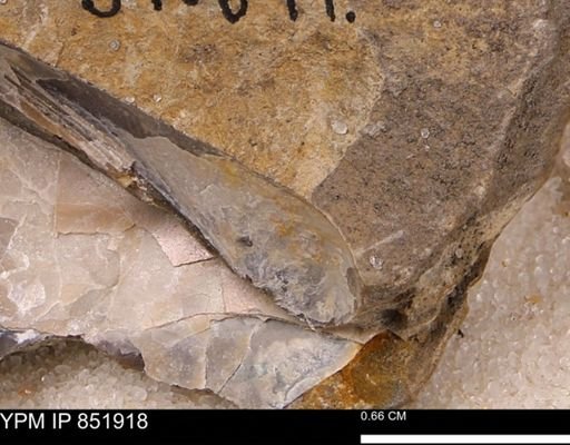 Bivalvia