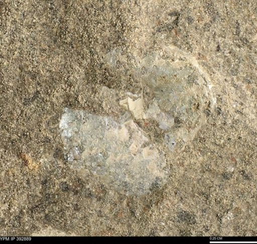 Alectryonia carinata