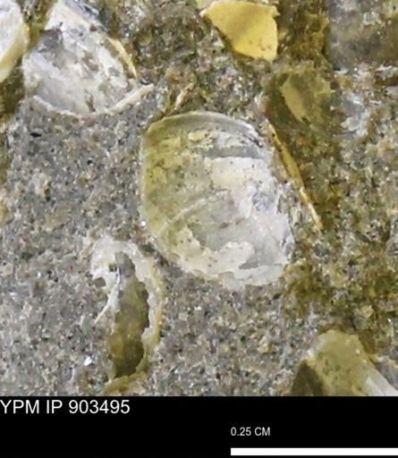 Corbulamella sp.