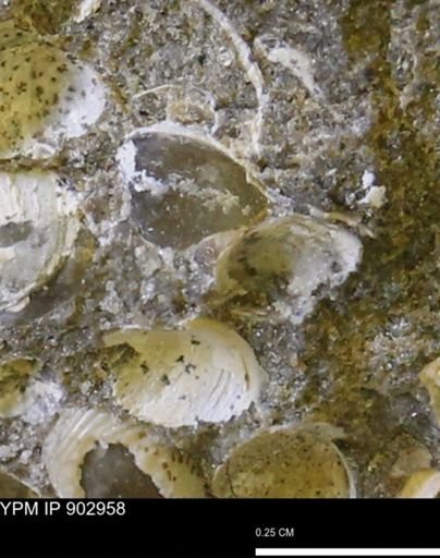 Corbulamella gregaria