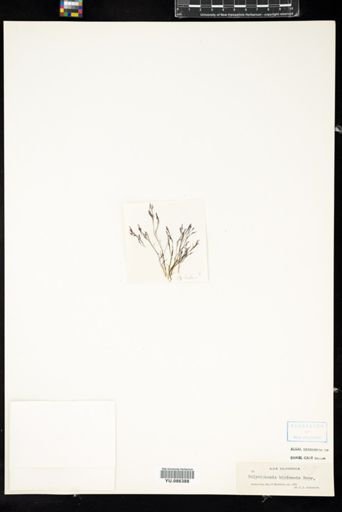 Polysiphonia bipinnata