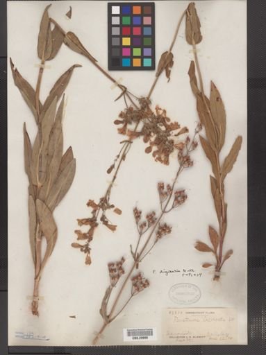 Penstemon digitalis