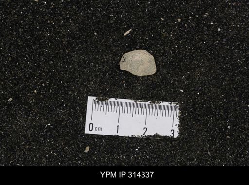 undet. Scaphopoda