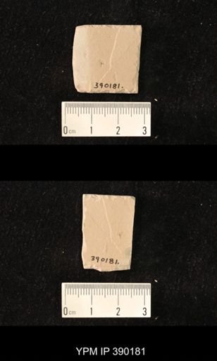 undet. Diptera