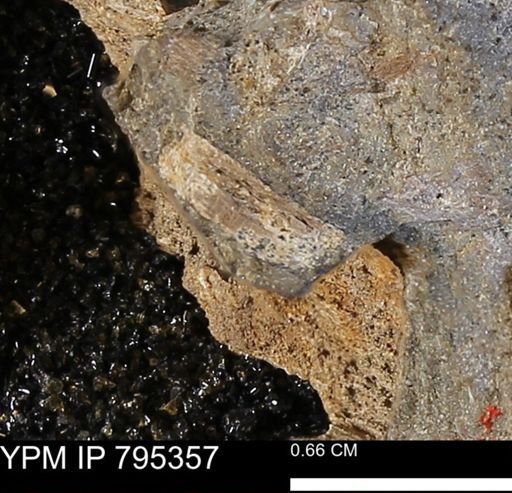 undet. Mollusca