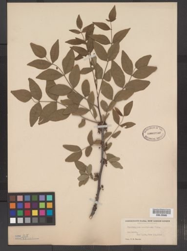 Zanthoxylum americanum