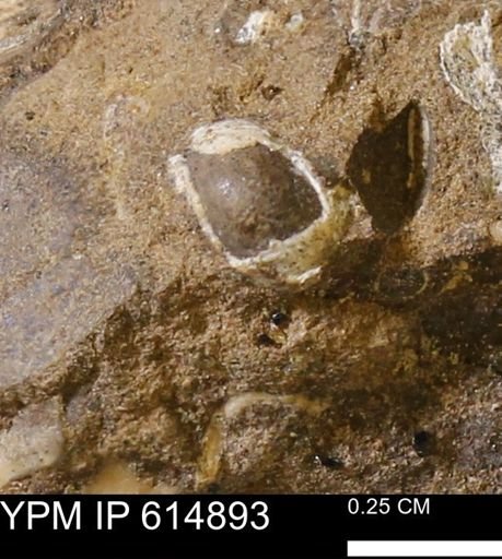 undet. Mollusca