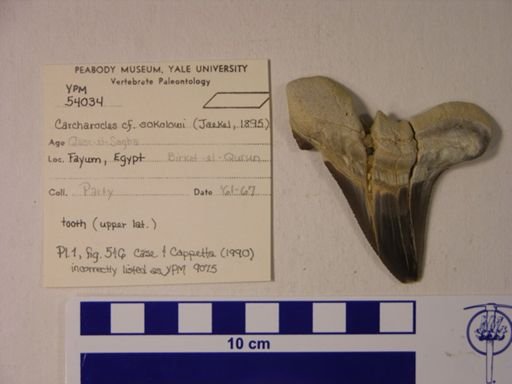 Carcharocles cf. sokolowi