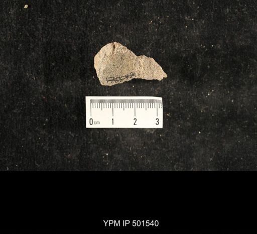 Astartella sp.