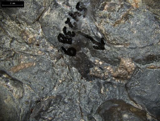 Aplocoma damesii