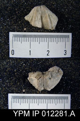 Punctospirifer billingsi