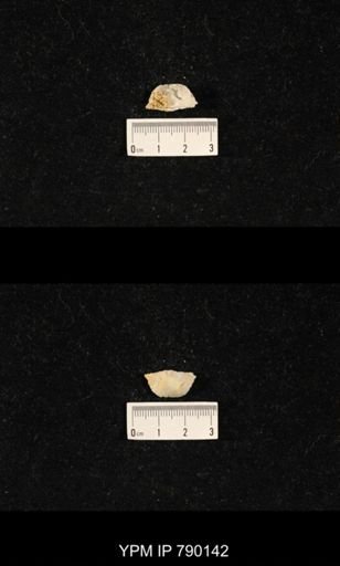 Dyoros planiextensus