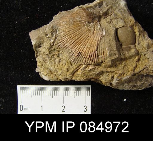 Schuchertella pecten