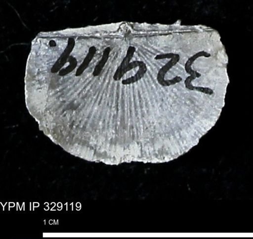 Chonetes scitulus