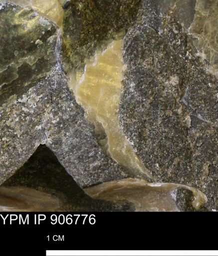 Pseudoptera sp.