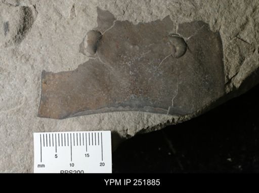 Eurypterus sp.