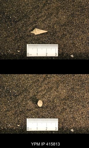 Meekospira choctawensis