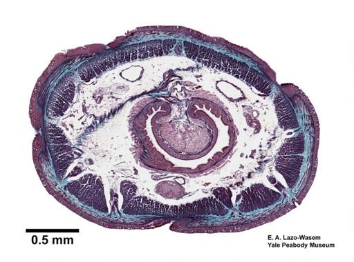 Lumbricus terrestris