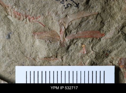 Cothurnocystis sp.