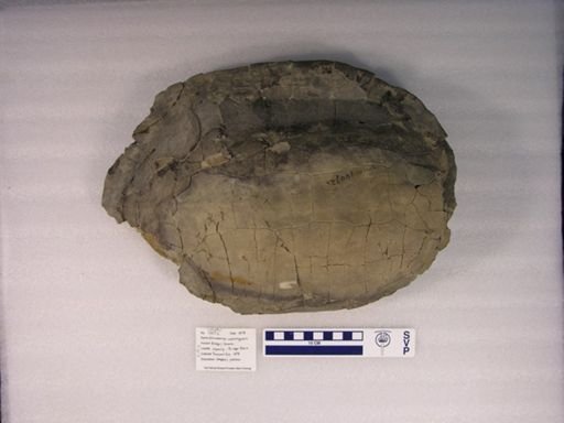 Echmatemys wyomingensis