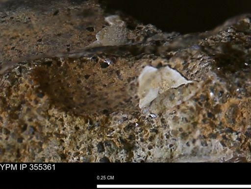 Mollusca