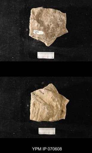 Favosites louisvillensis