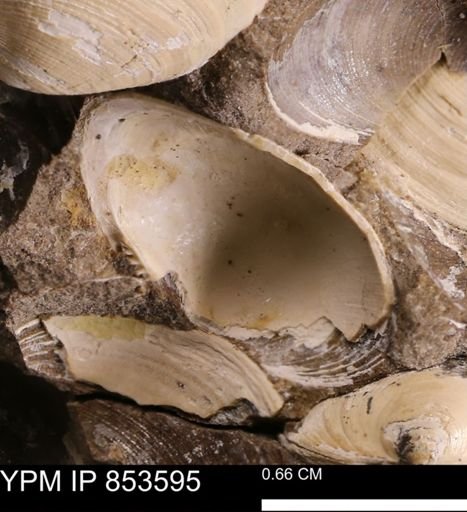 Limopsis striatopunctatus