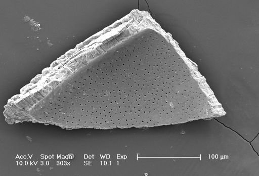 Globorotalia truncatulinoides