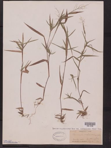 Panicum villosissimum