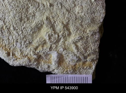 Asteriacites sp.