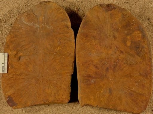 Annularia