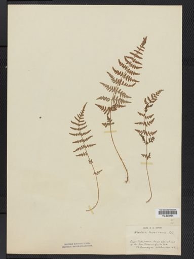 Woodsia