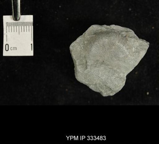 Strophonella funiculata