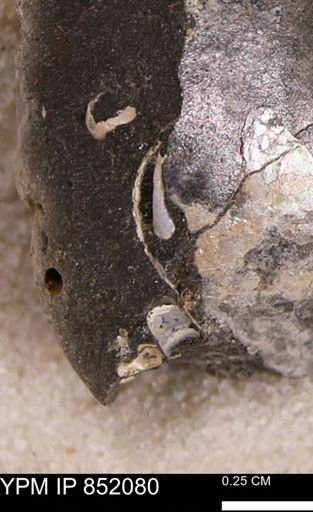 undet. Bivalvia