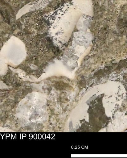 undet. Mollusca