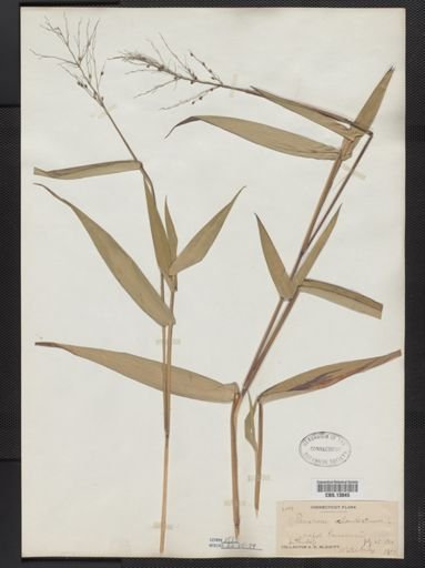 Panicum clandestinum