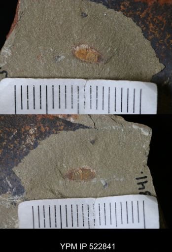 Chelicerata
