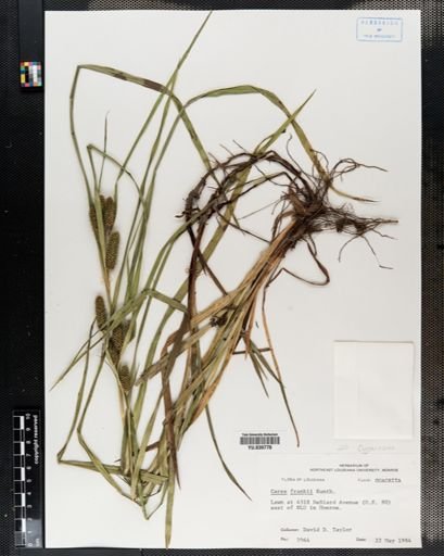 Carex frankii