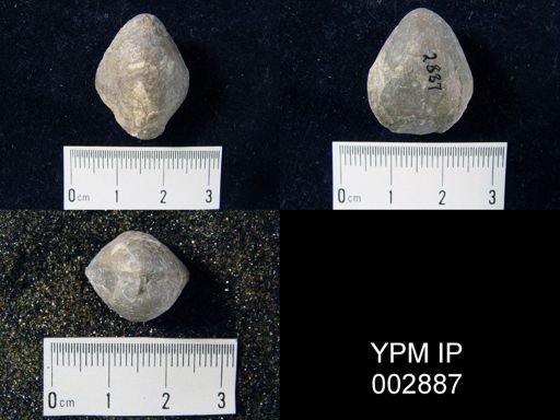 Merista plebija