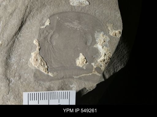 Eurypterus