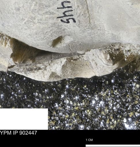 undet. Inoceramidae
